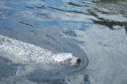 Zoo am Meer