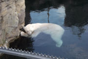 Eisbär Lloyd im Zoo am Meer